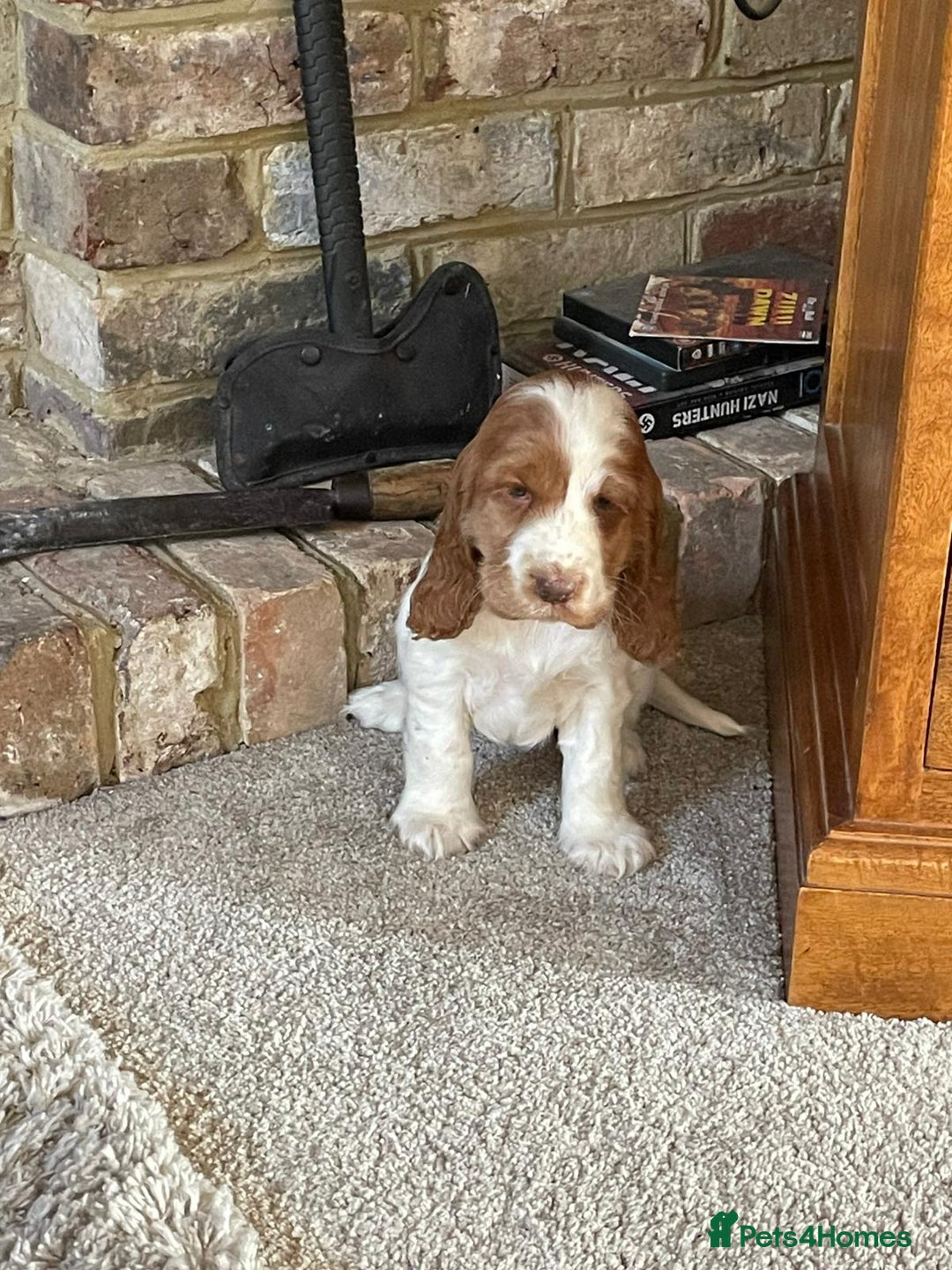 Cocker Spaniel dogs for sale: Beautiful Cocker Spaniel Puppies For Sale  - Image 13