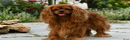 Cavalier King Charles Spaniel dogs for sale: Planned cavalier king charles spaniel litter  - Advert 2