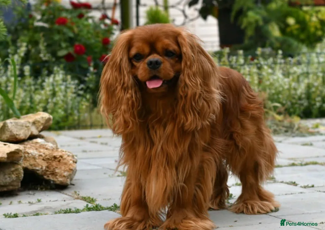 Cavalier King Charles Spaniel dogs for sale: Planned cavalier king charles spaniel litter  - Advert 2