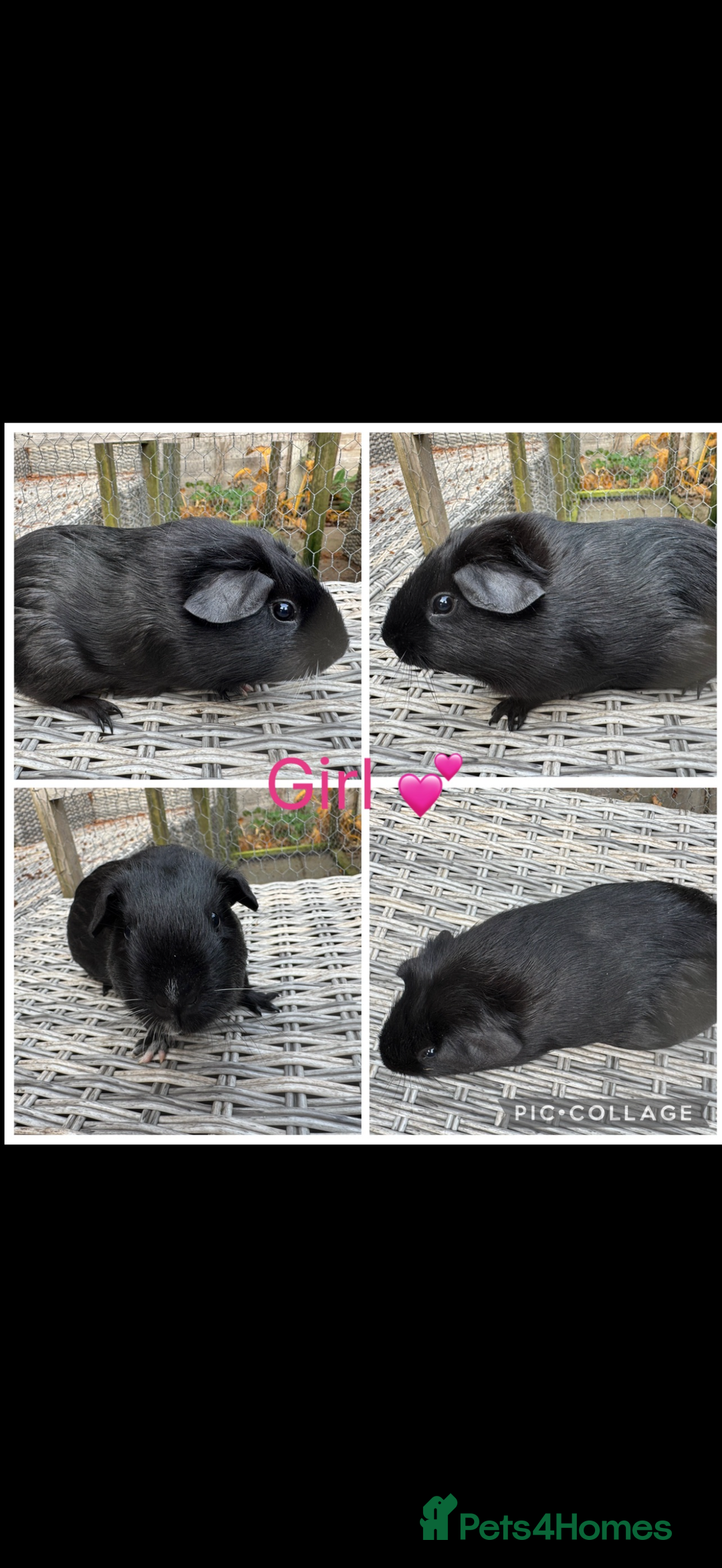 Guinea Pig rodents for sale: Male & Female Guinea pigs 👀 for new laps 🥰 - Advert 37