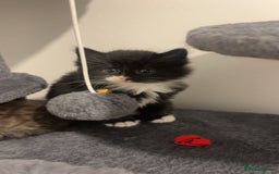 Maine Coon cats for sale: Only 1 left - Image 4