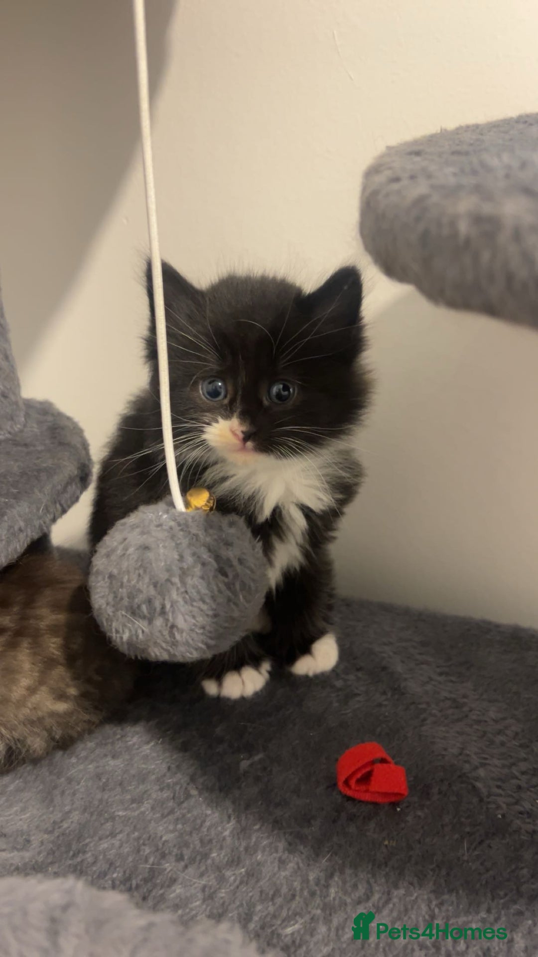 Maine Coon cats for sale: Only 1 left - Image 4
