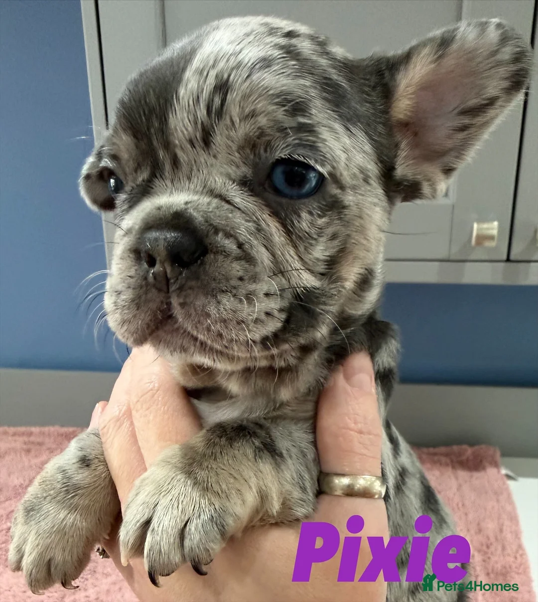 French Bulldog dogs for sale: French bulldog puppies - ready end of feb - Advert 4