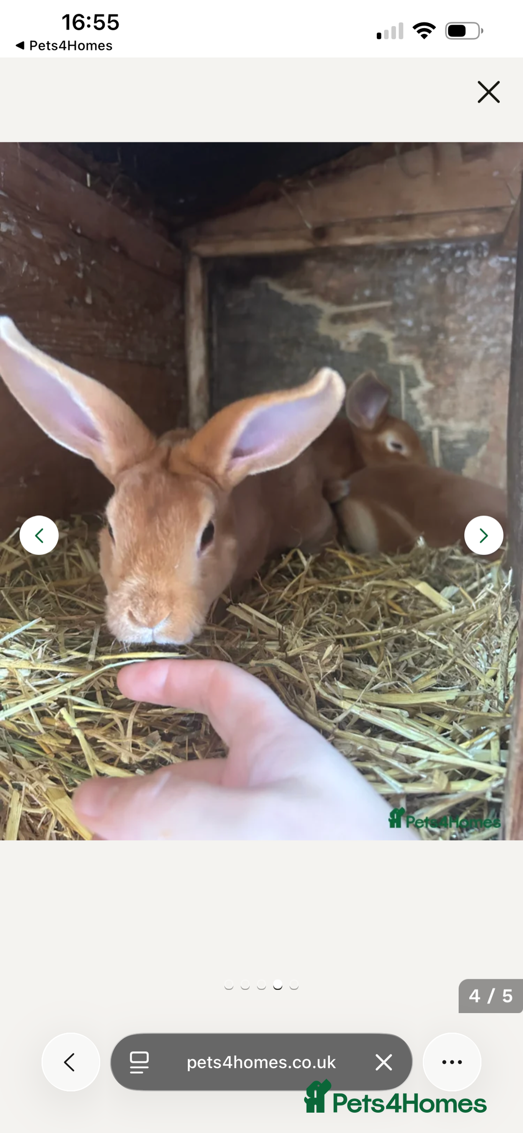 Rex rabbits for sale: Rabbits for Sale 🐰 - Advert 2