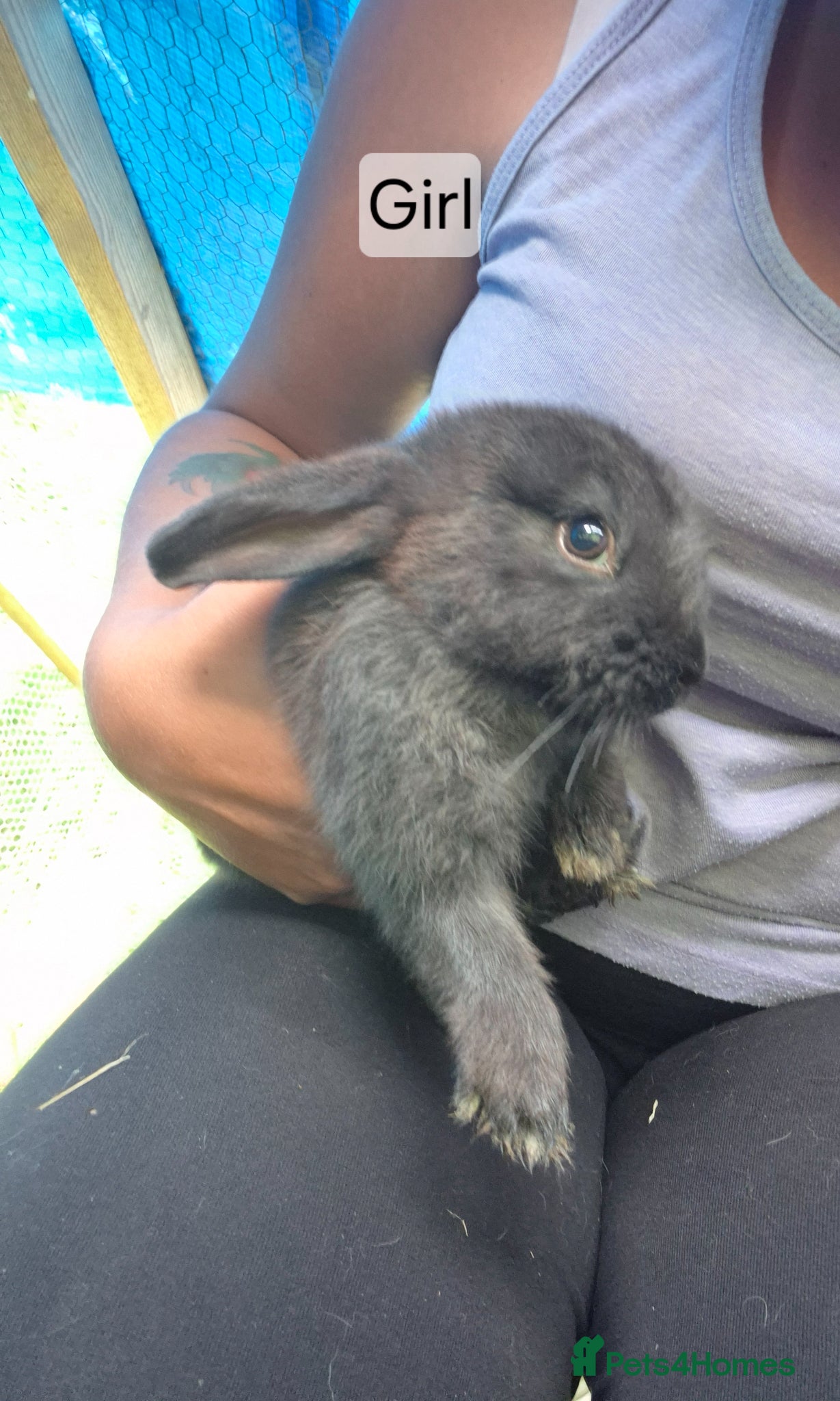 Mixed Breed rabbits Baby rabbits  - Advert 1