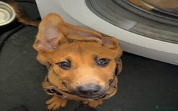 Mixed Breed dogs for sale: Milo  - Image 5