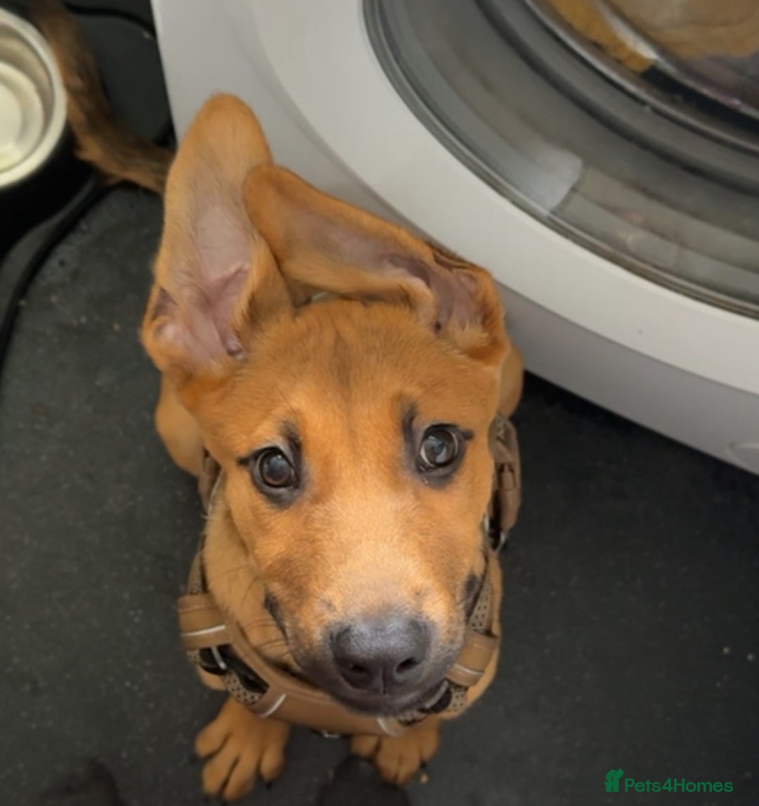 Mixed Breed dogs for sale: Milo  - Image 5