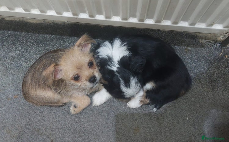 Mixed Breed dogs Ready to go, 1 pup left (beigh one in cover photo) - Advert 14