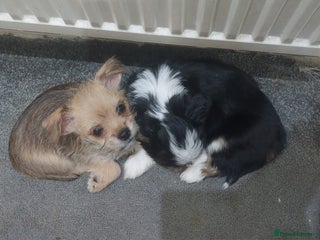 Mixed Breed dogs Ready to go, 1 pup left (beigh one in cover photo) - Advert 5