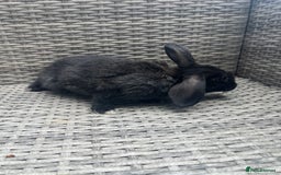 Mixed Breed rabbits for sale: Mini lop cross - Image 3