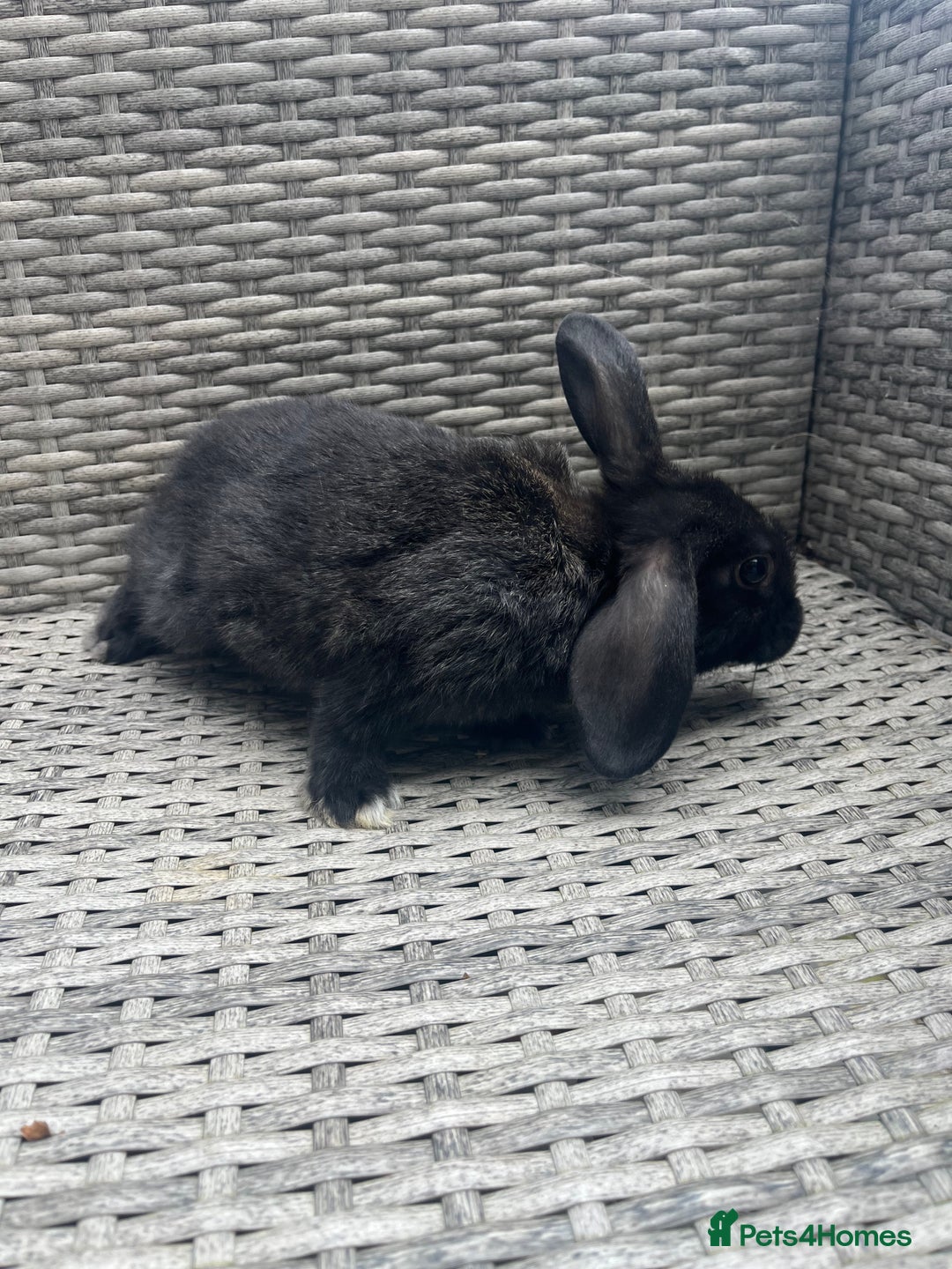 Mixed Breed rabbits for sale: Mini lop cross - Image 3