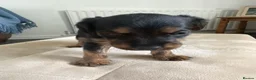 Mixed Breed dogs for sale: Patterdale lakeland terrier puppy’s - Advert 3