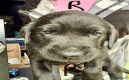Labrador Retriever dogs for sale: EXCELLENT &UNIQUE LAB PUPPIES AV 12 NOV £1450 - Image 31