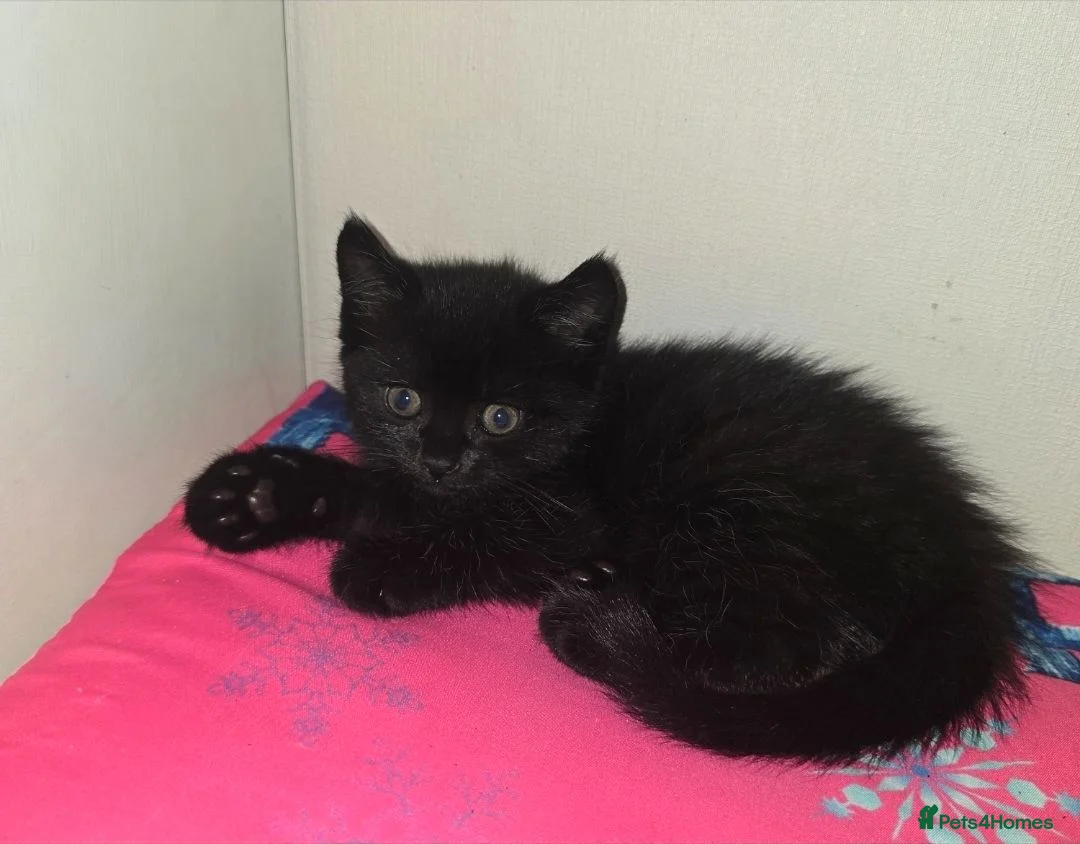 Mixed Breed cats for sale: 2 Beautiful Black Kittens – 1 Boys & 1 Girl  - Advert 1