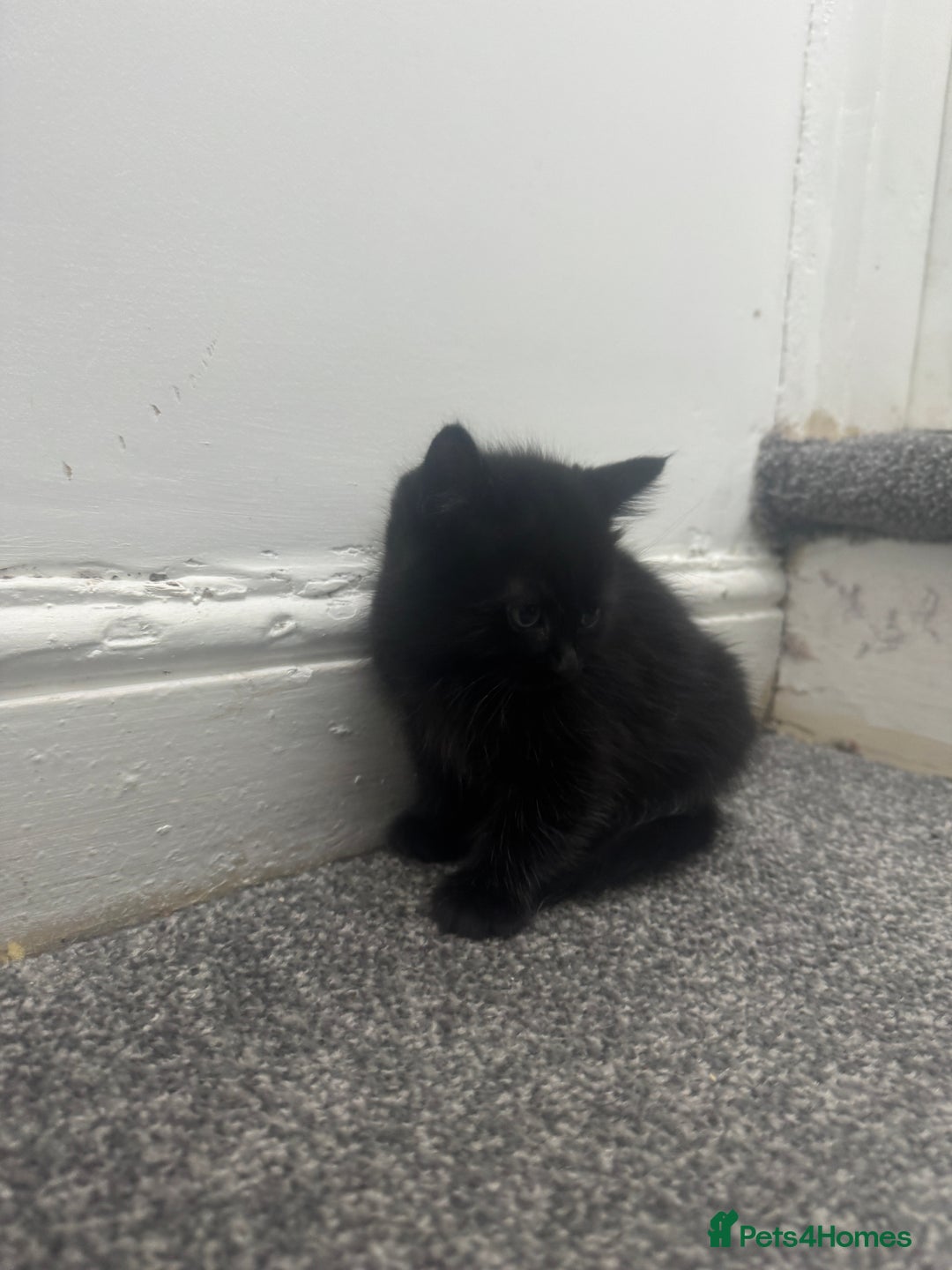 Mixed Breed cats for sale: Beautiful Kittens  - Advert 3