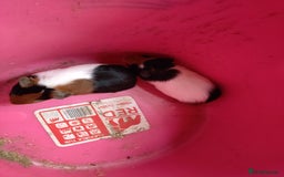 Guinea Pig rodents for sale: guinea pigs baby's and a adult female  - Image 1