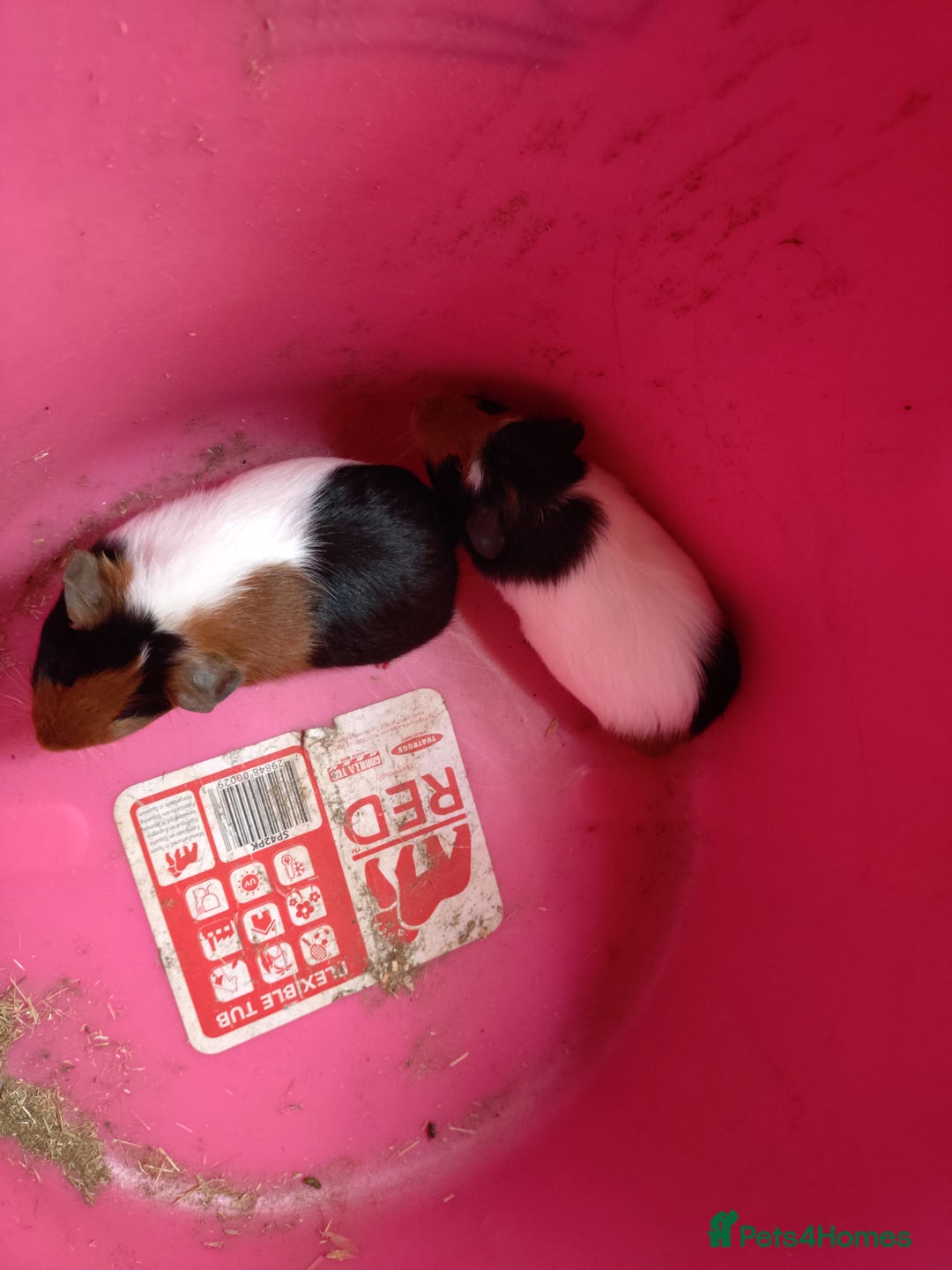 Guinea Pig rodents for sale: guinea pigs baby's and a adult female  - Image 1