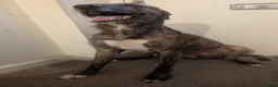 Lurcher dogs for sale: Meet Doggo - A Truly Special Lurcher - Advert 9