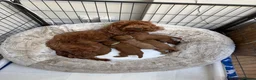 Cockapoo dogs for stud: Stunning Fully Health Tested F2b Cockapoo Proven ! - Advert 26