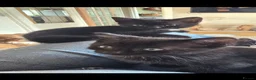Mixed Breed cats for sale: Playful black kittens  - Advert 2