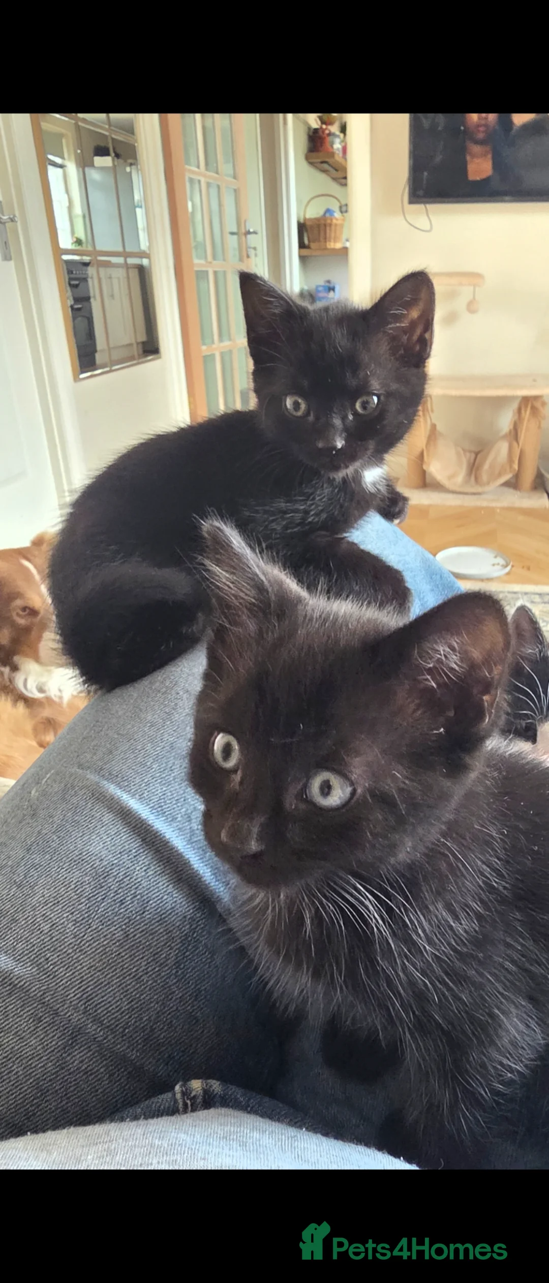Mixed Breed cats for sale: Playful black kittens  - Advert 2