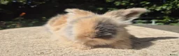 Angora rabbits for sale: 🩷 FULL FACE ANGORA BABIES- PARENTS FROM🇫🇷 - Advert 11