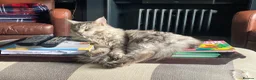 Maine Coon cats for sale: Adult Male  in Banbury - Advert 6