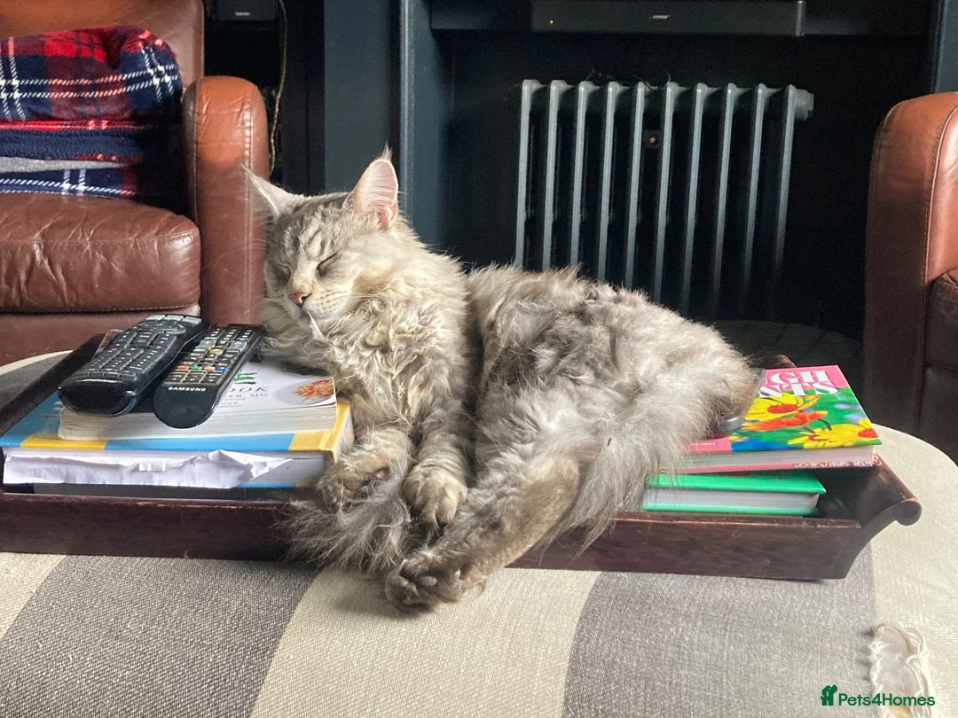 Maine Coon cats for sale: Adult Male  in Banbury - Advert 6