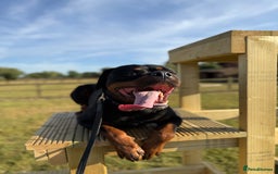 Rottweiler dogs for sale: Rottweiler puppies  - Image 12
