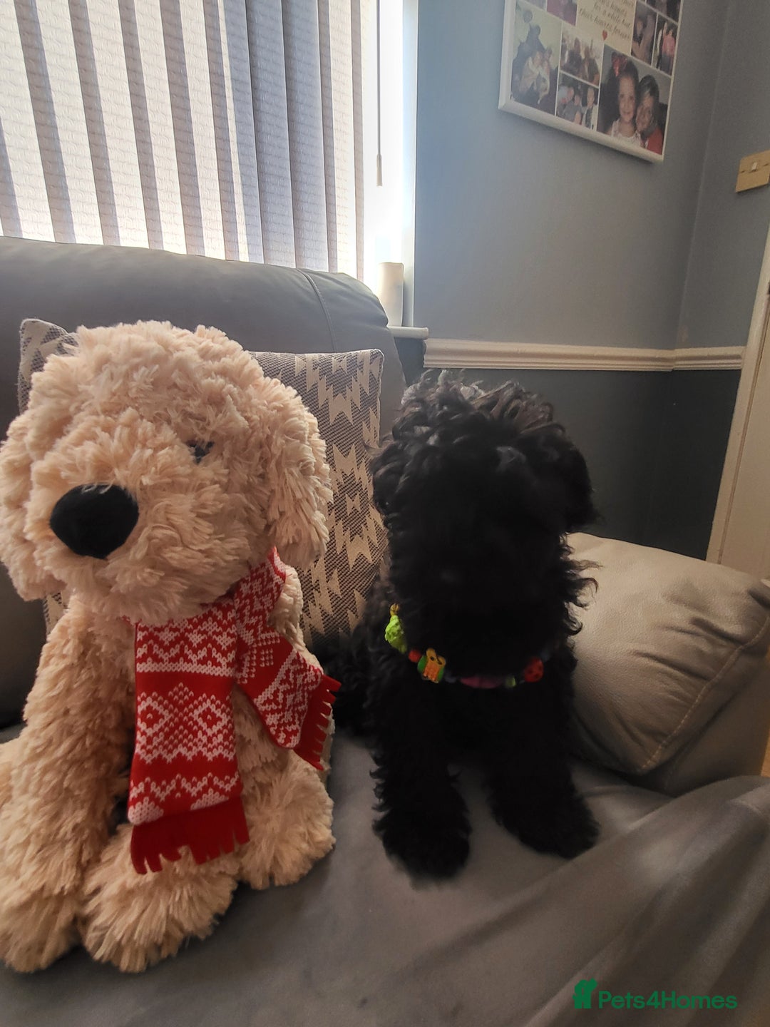 Cavapoo dogs for sale: F1b cavapoo Puppy  - Image 4