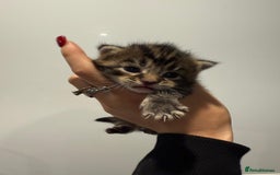 Mixed Breed cats for sale: 2 female kittens   - Image 3