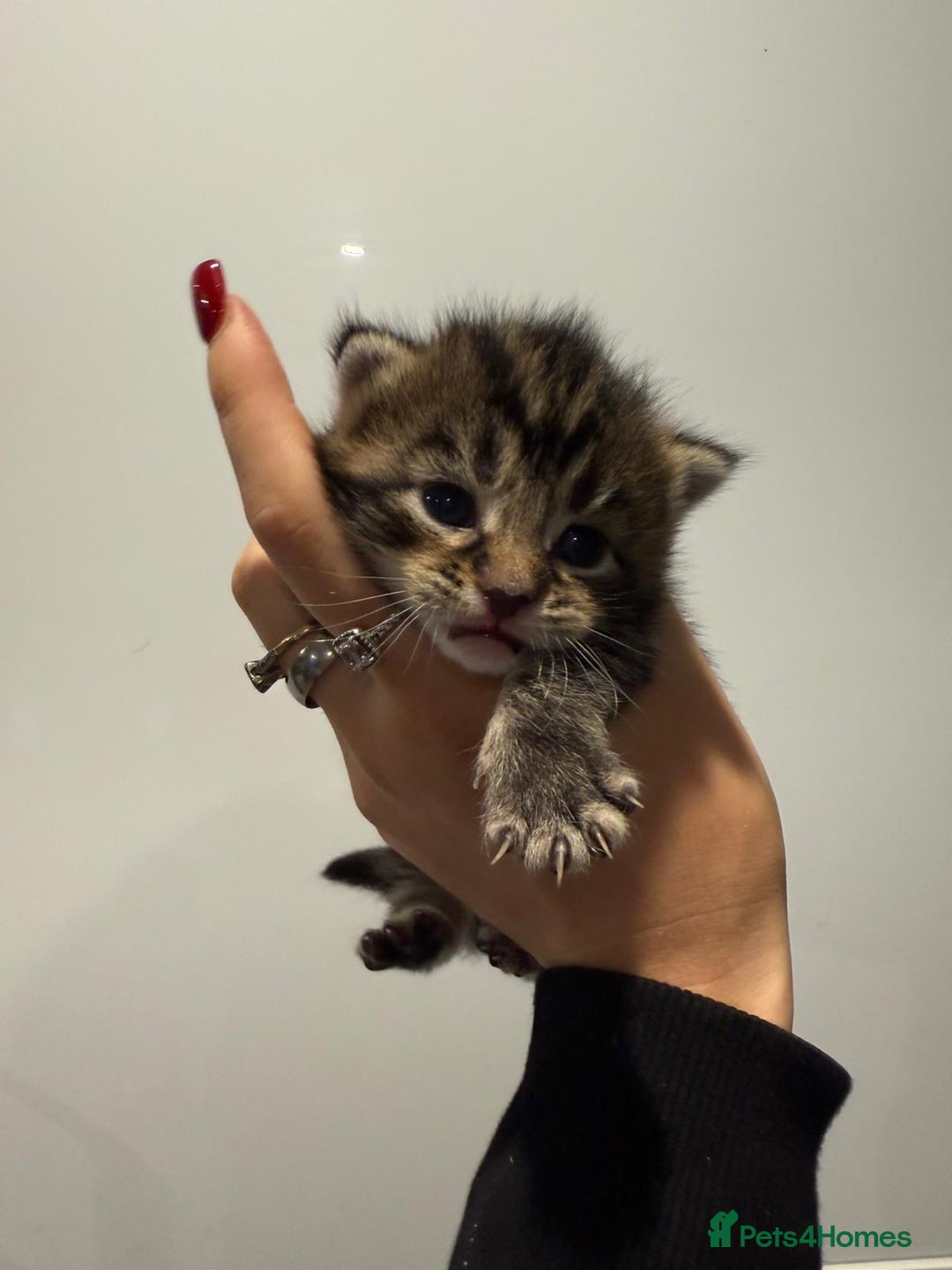 Mixed Breed cats for sale: 2 female kittens   - Image 3