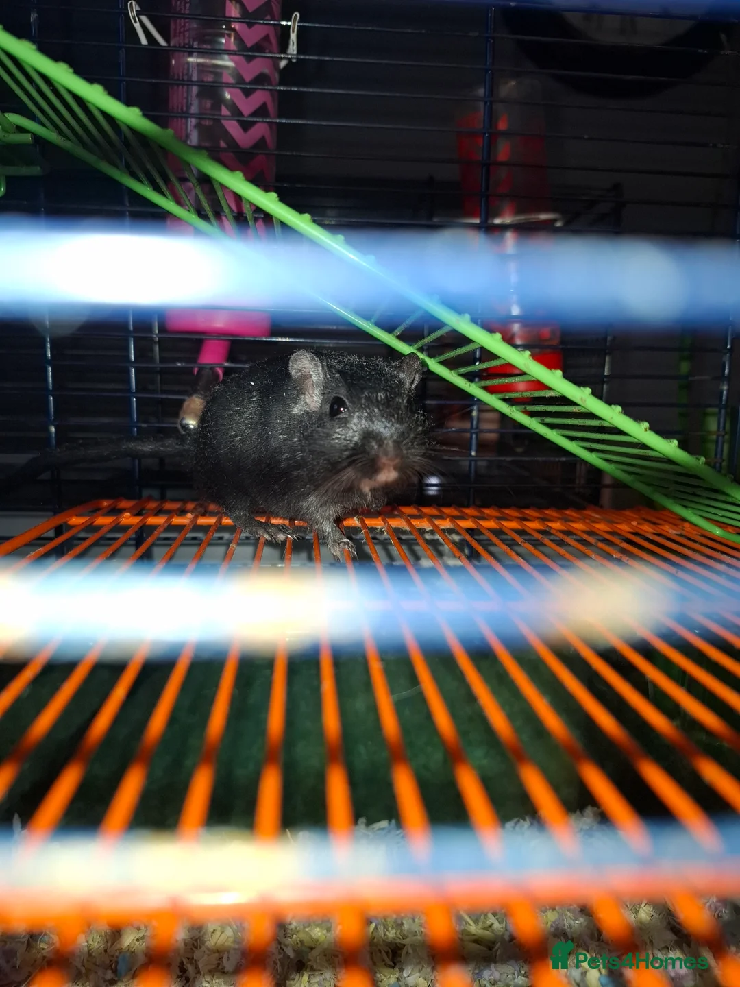 Gerbil rodents for sale: Two female gerbils. in Filey - Advert 3