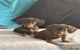 Miniature Dachshund dogs for sale: Miniature Dachshunds - Image 32
