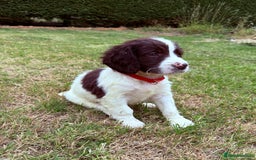 English Springer Spaniel dogs for sale: Springer spaniel pups  - Image 12