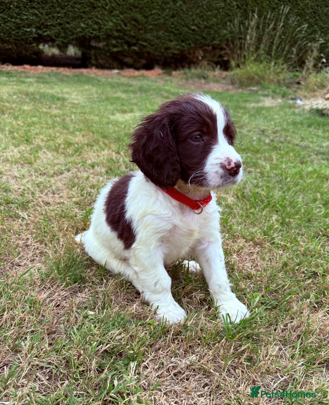 English Springer Spaniel dogs for sale: Springer spaniel pups  - Image 12
