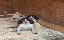 Sprocker dogs for sale: Dogs  - Image 2
