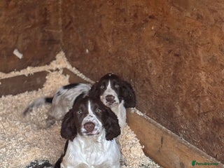 Sprocker dogs Dogs - Advert 6