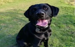 Labrador Retriever dogs for stud: PROVEN KC Registered Black Labrador for Stud Kent in Dover - Image 1