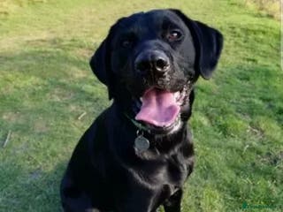 Labrador Retriever dogs PROVEN KC Registered Black Labrador for Stud Kent in Dover - Advert 17