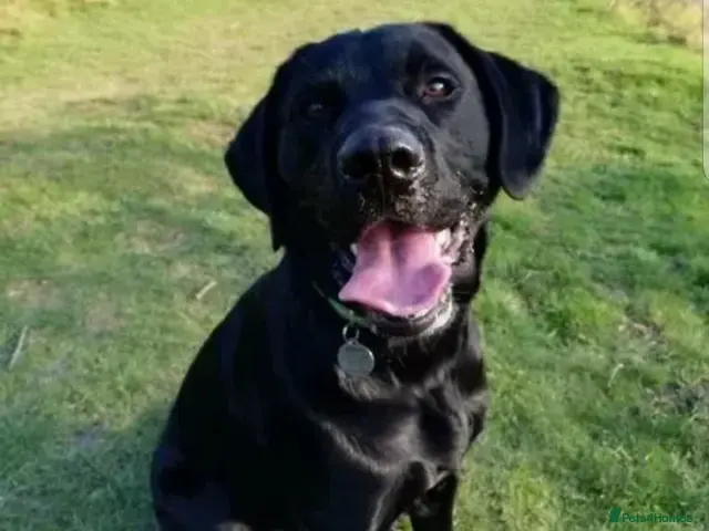 Labrador Retriever dogs for stud: PROVEN KC Registered Black Labrador for Stud Kent - Advert 1