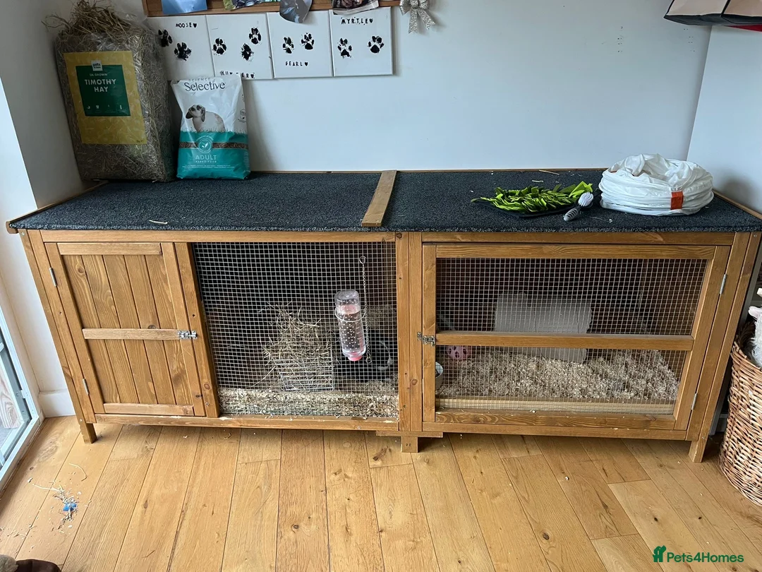 Mini Lop rabbits for sale: 1 mini lop and 1 lop eared rabbit with hutch  - Advert 14