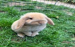 Mini Lion Lop rabbits for sale: Marshmallow  - Image 1