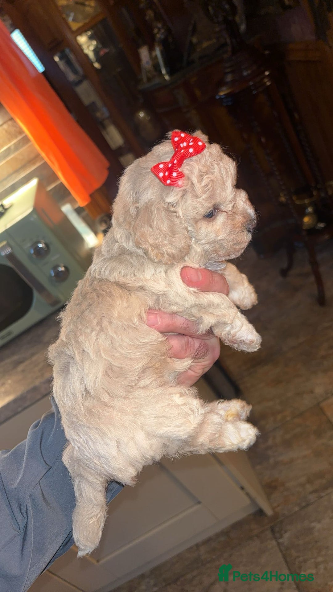 Toy Poodle dogs for sale: Stunning Toy poodles  - Image 3