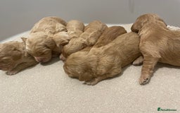 Cockapoo dogs for sale: Pra clear f1 cockpoo - Image 16