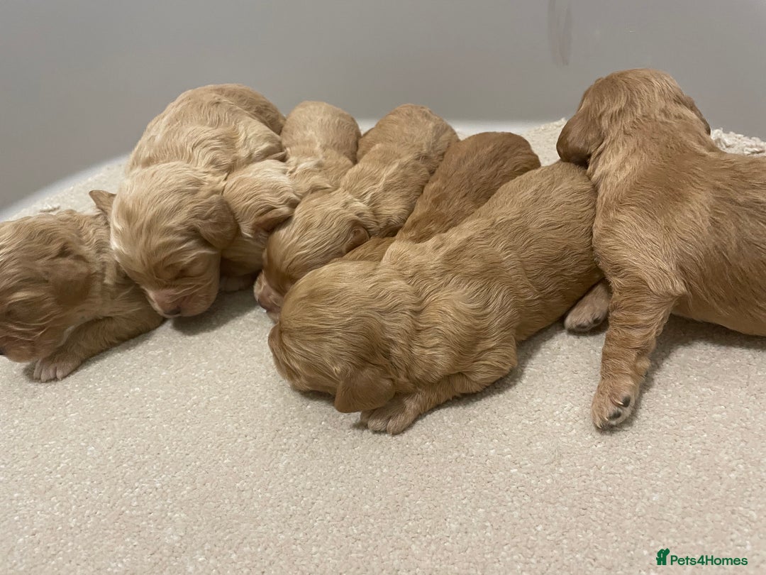 Cockapoo dogs for sale: Pra clear f1 cockpoo - Image 16