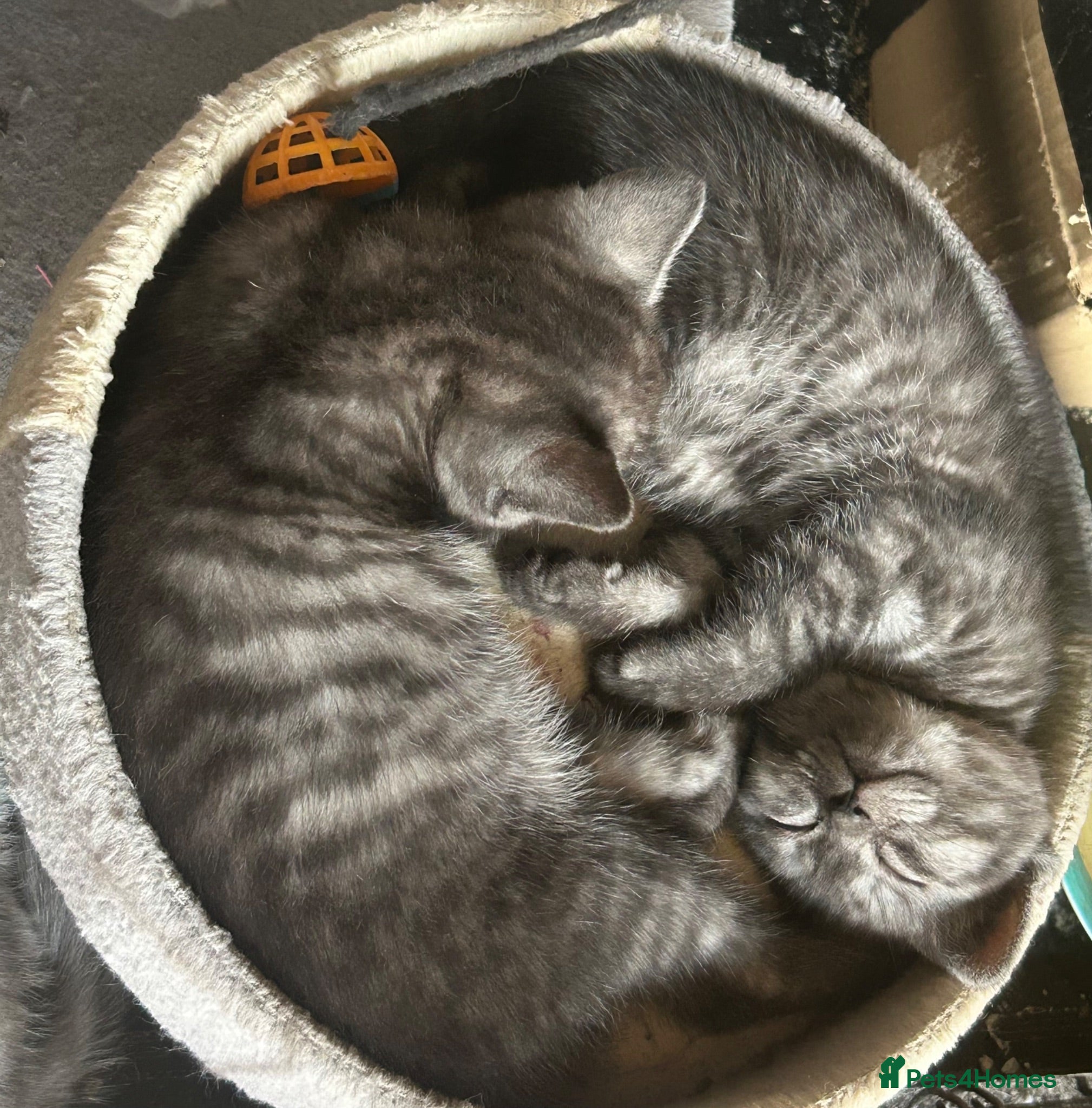 Mixed Breed cats ONLY 2 BEAUTIFUL KITTENS LEFT - Advert 1