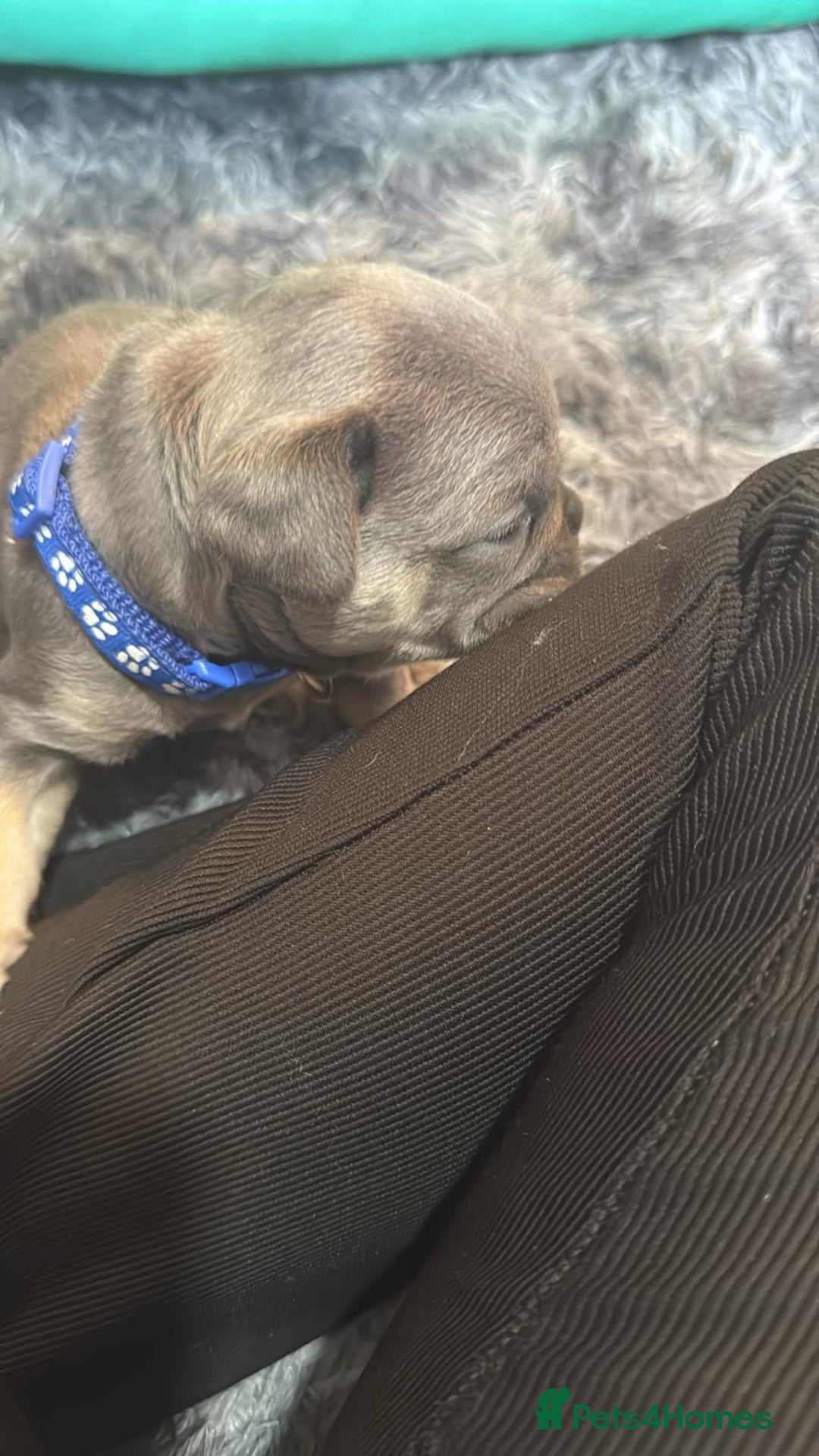 French Bulldog dogs for sale: 7 beautiful French bulldog puppies  - Image 2