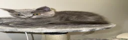 British Shorthair cats for sale: Beautiful– Lilac Folded-Ear Female & Grey Male - Advert 7