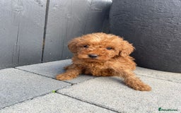 Labradoodle dogs for sale: F1b fox red labradoodle  - Image 6